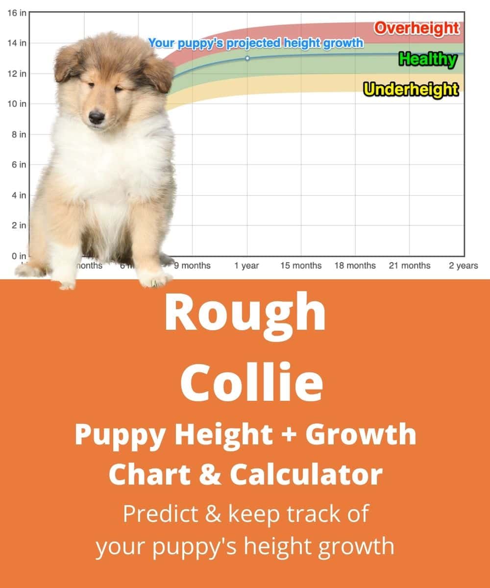 rough-collie Puppy height Growth Chart